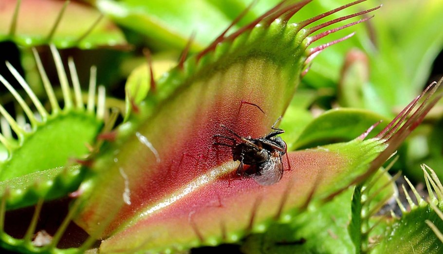 Сельва Южной Америки звери