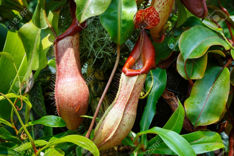 Дионея мухоловка