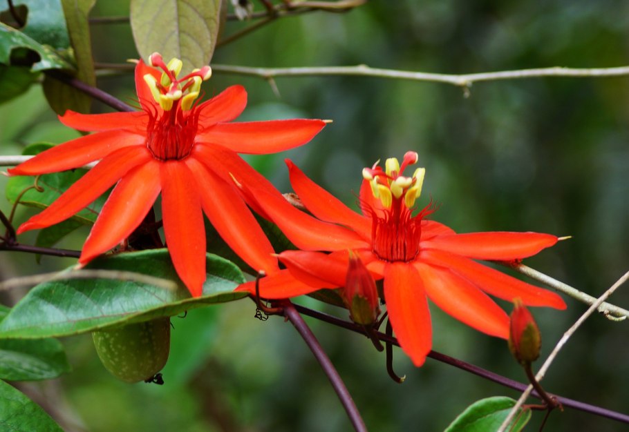 Ловчий аппарат росянки