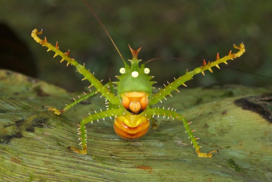 Венерина мухоловка 1