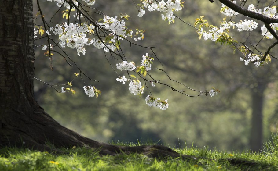 Весна природа