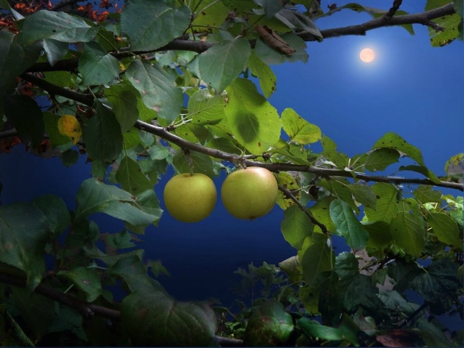 Яблоки на ветке в саду