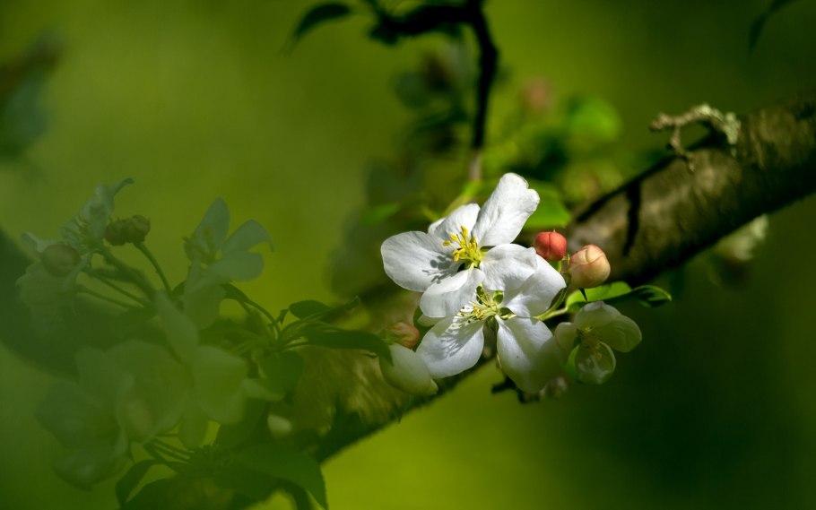 Цветение яблони