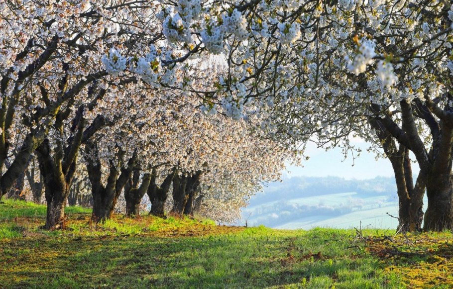 Поздняя Весна