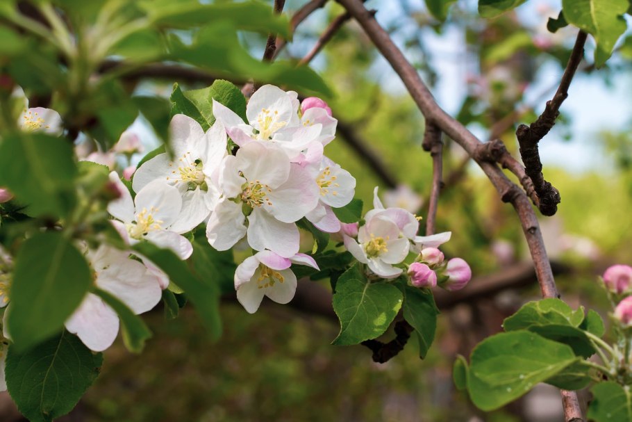 Розоцветные яблоня
