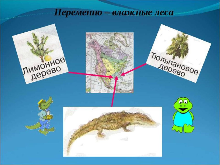 Животные переменно влажных лесов Северной Америки