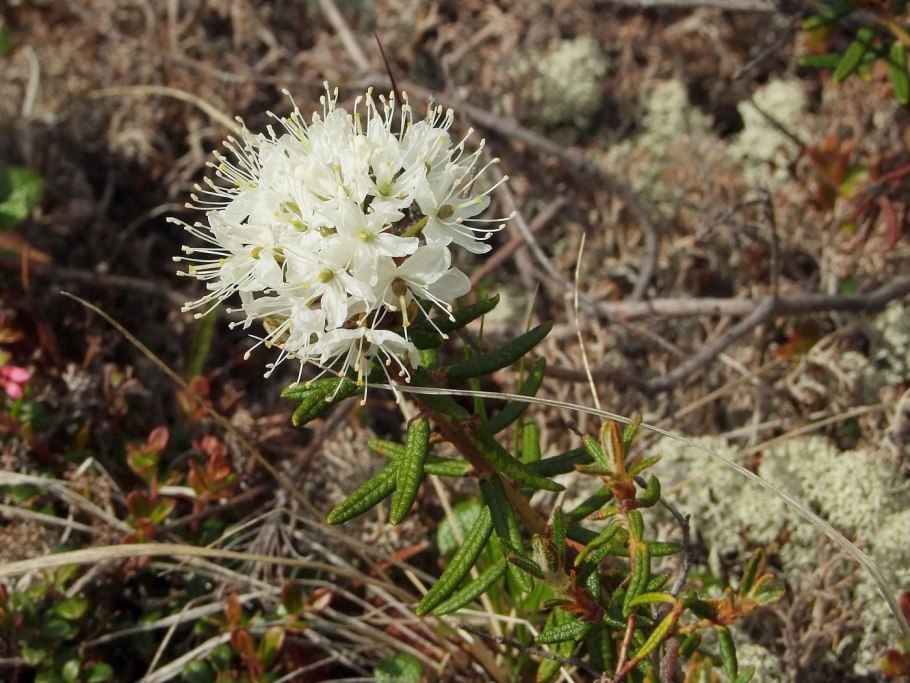Багульник стелющийся Ledum decumbens