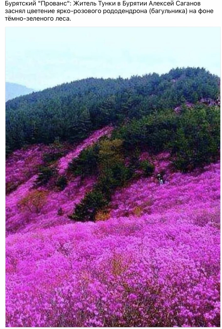 Багульник Дальневосточный