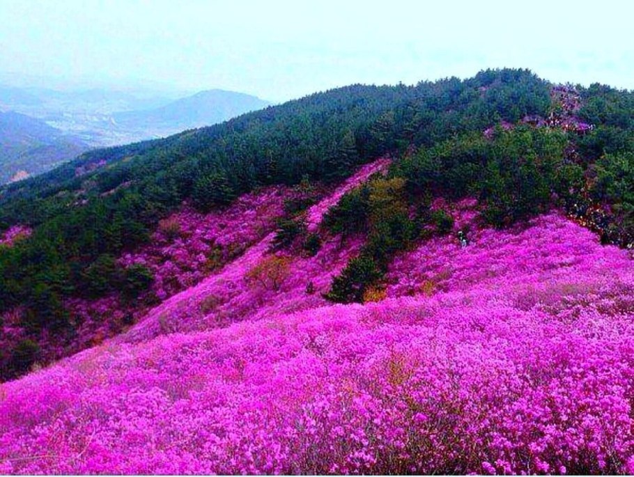Багульник кустарник