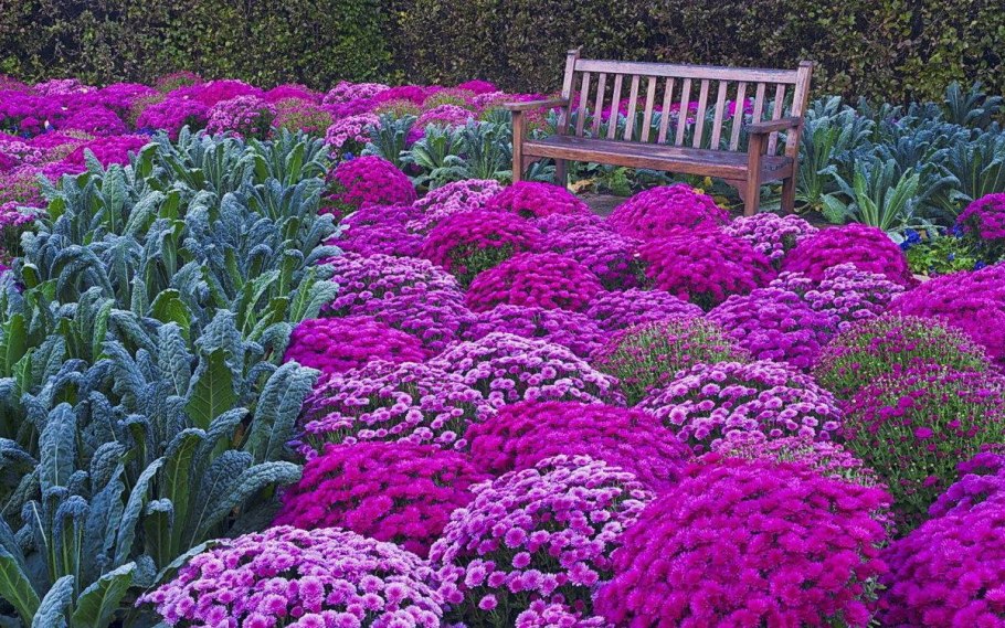 Многолетники хризантемы низкорослые