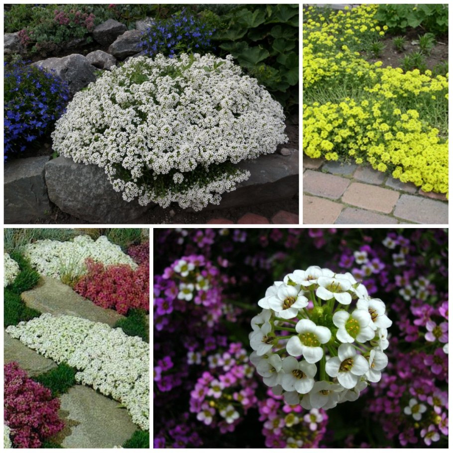 Алиссум горный