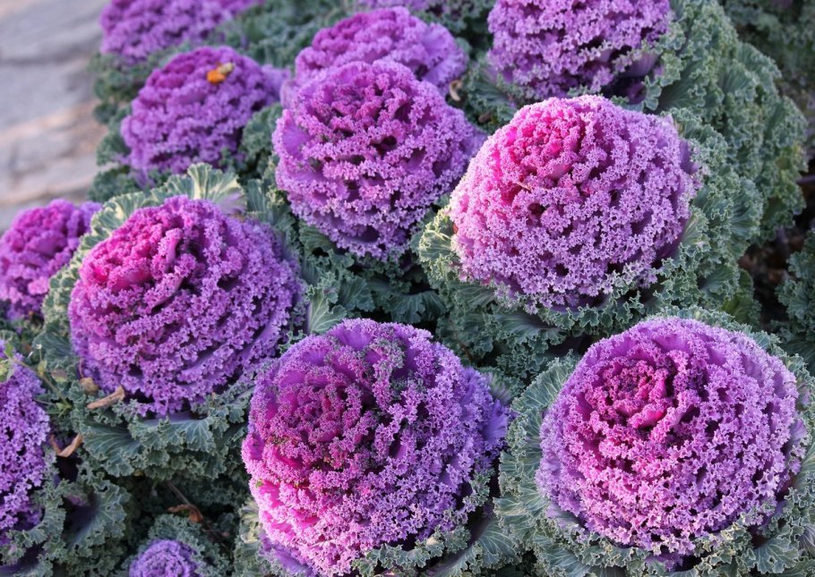 Капуста декоративная Нагойя Роуз