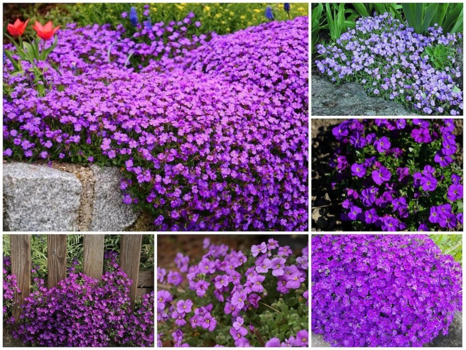 Цветы Обриета чарующий Марокко