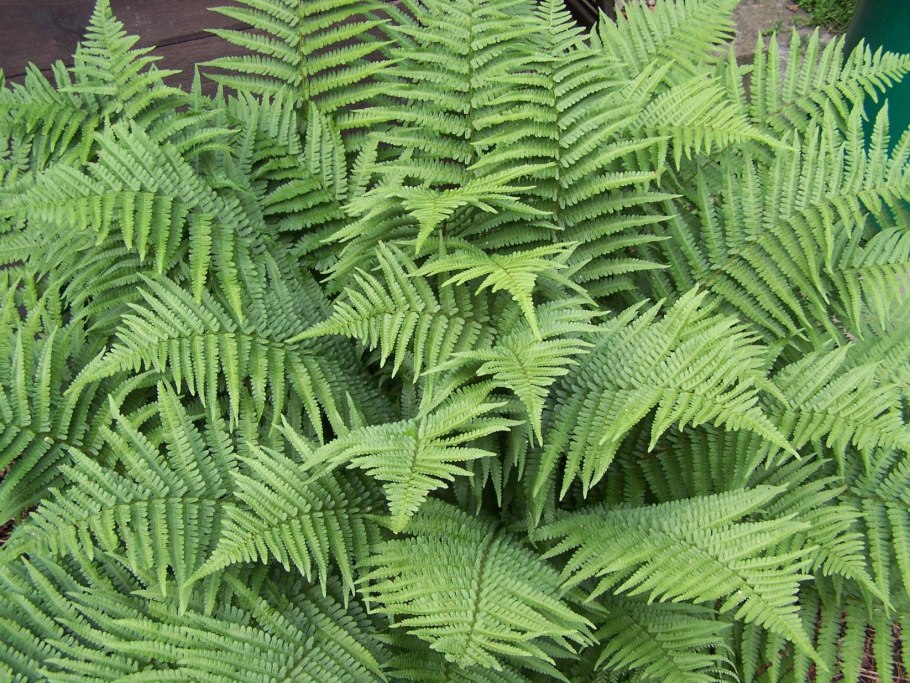 Щитовник мужской dryopteris filix-mas