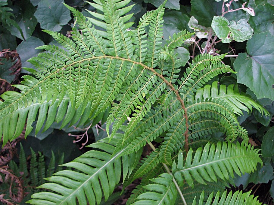 Корневище папоротника орляка