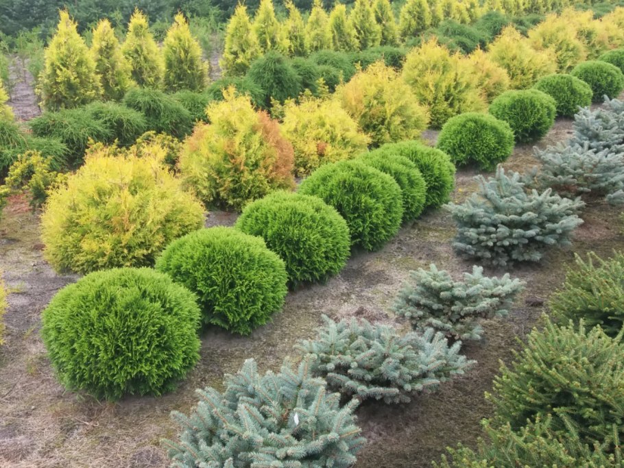 Туя шаровидная Даника..