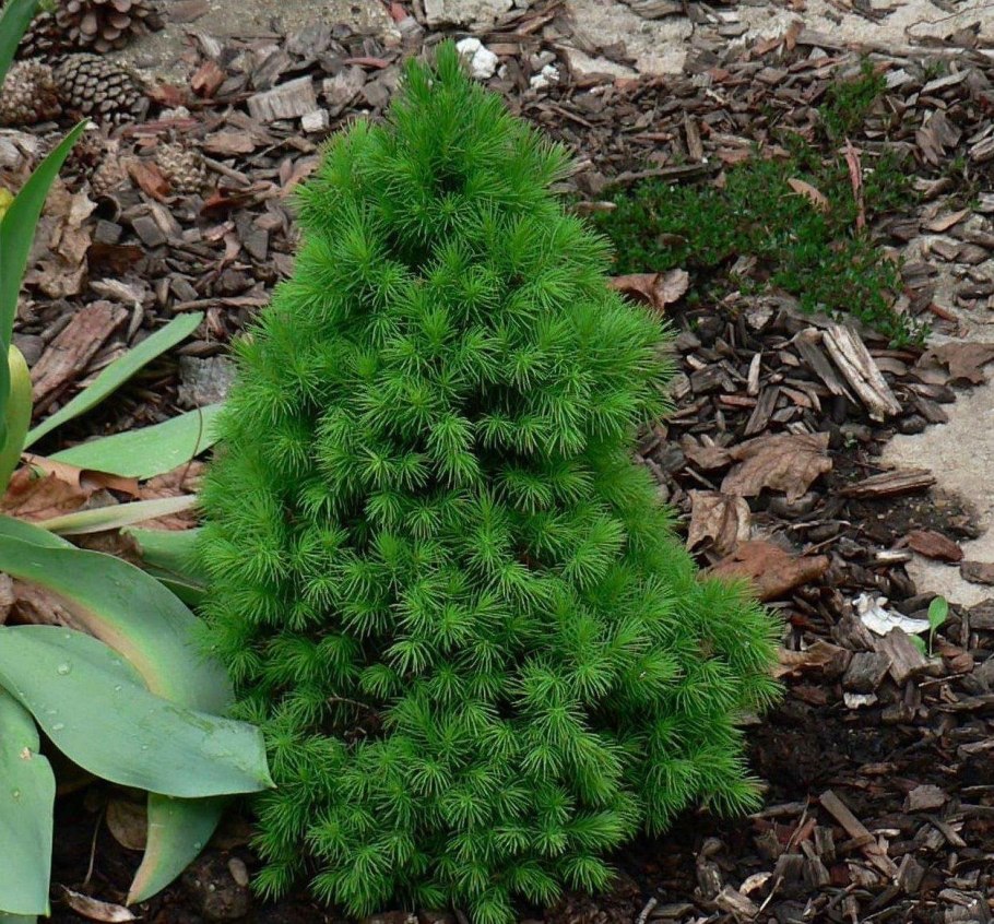 Ель канадская Смарагд