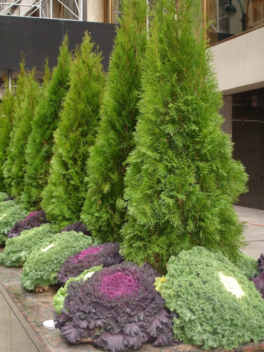 Туя Конифер