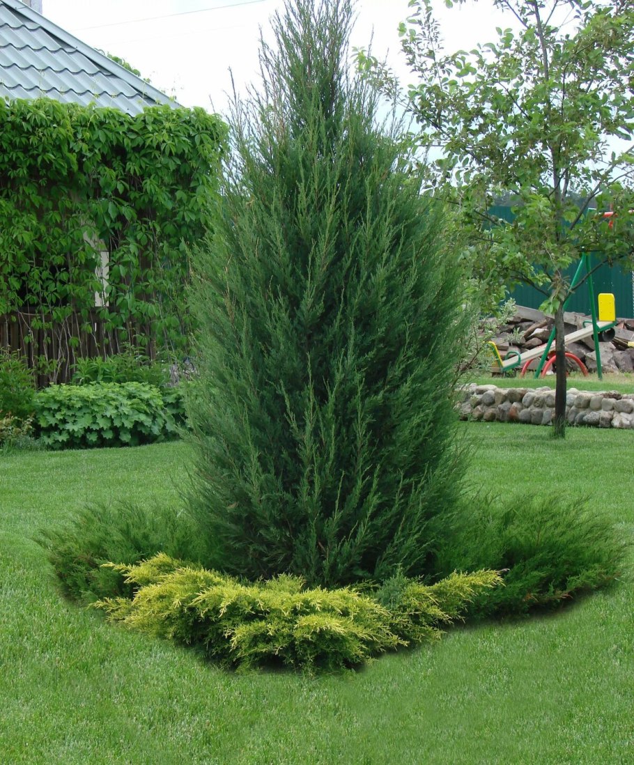 Можжевельник скальный Skyrocket