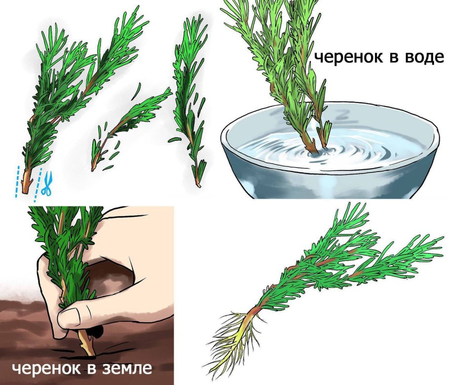 Черенкование можжевельника туи