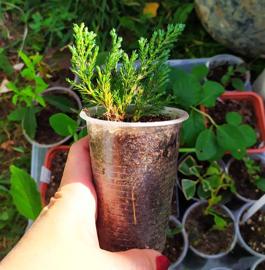 Черенкование сосны