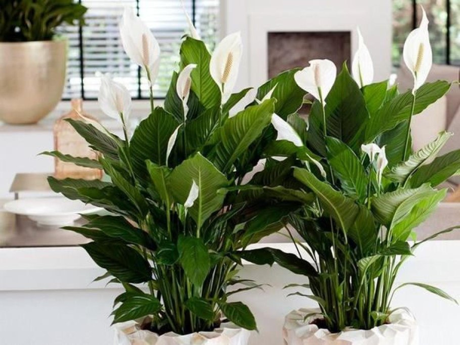 Спатифиллум обильноцветущий Spathiphyllum floribundum