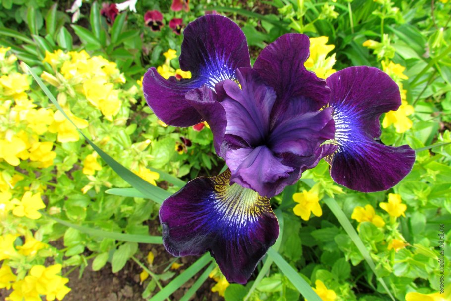 Ирис Сибирский Iris sibirica