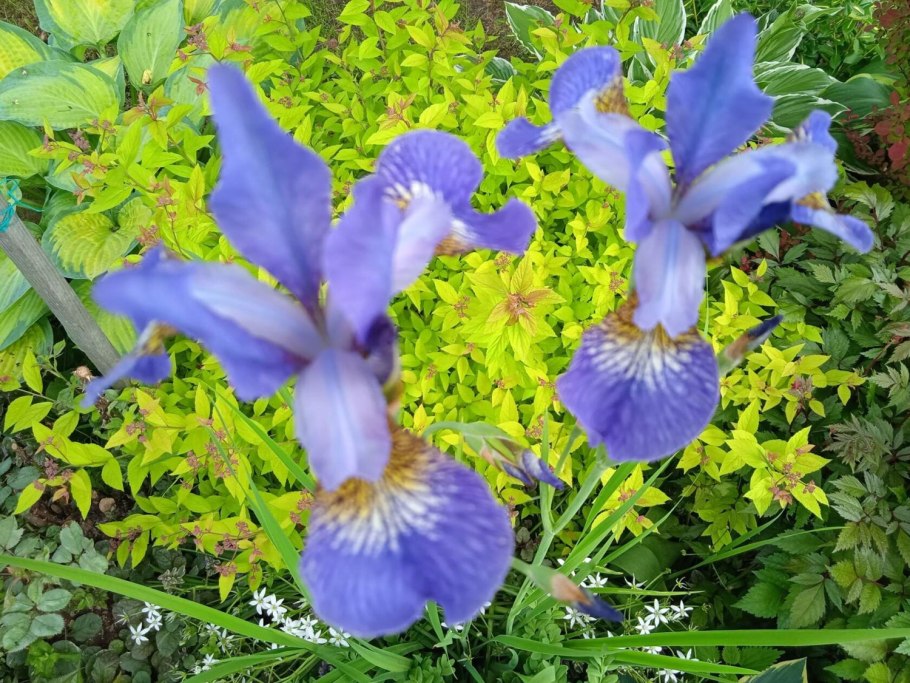 Ирис Сибирский сиреневый