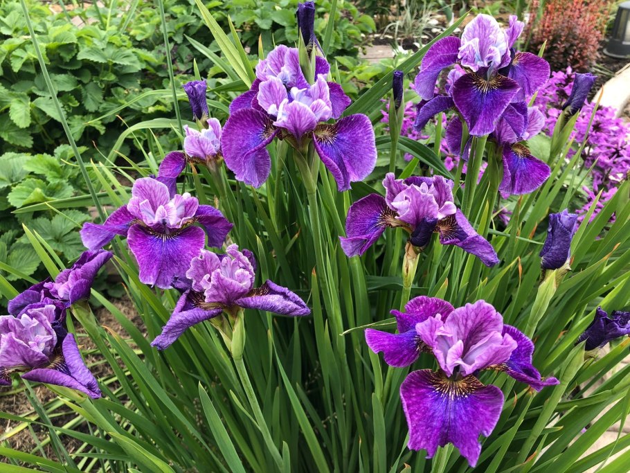 Ирис Сибирский Роаринг Джелли