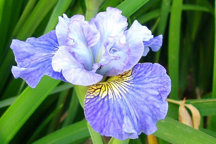 Ирис Сибирский 'Hubbard' /Iris sibirica 'Hubbard'/