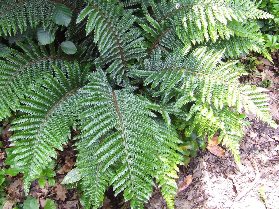 Dryopteris carthusiana