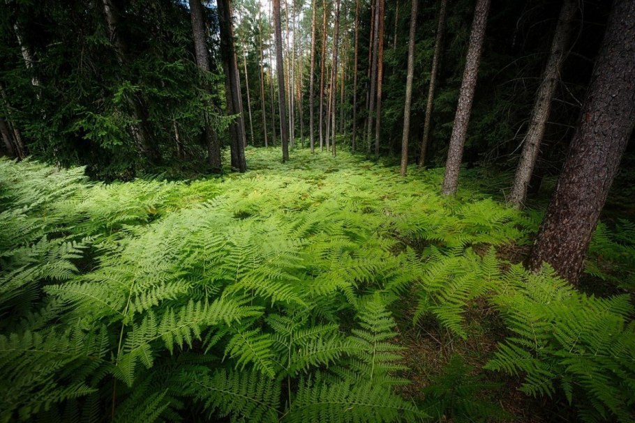 Нефролепис с сорусами