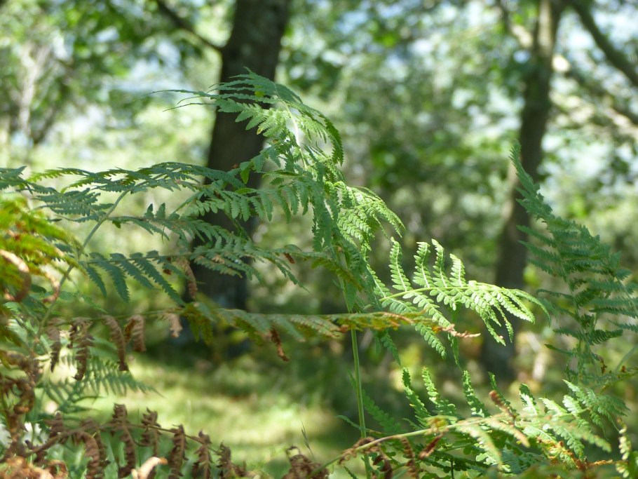 Многорядник Polystichum Акулеатум aculeatum