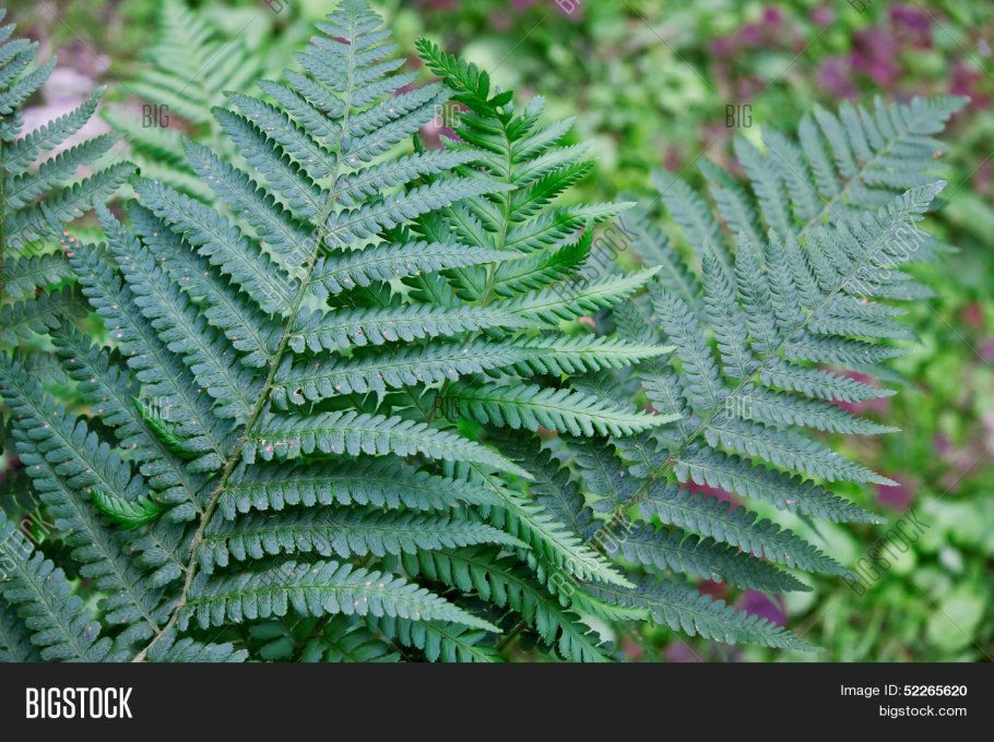 Аглаоморфа папоротник