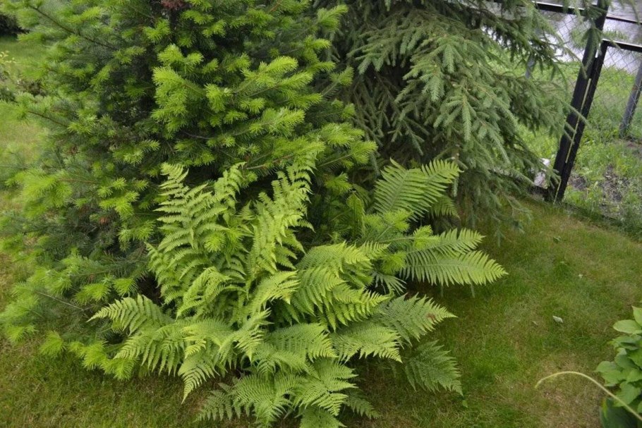Туя и папоротник