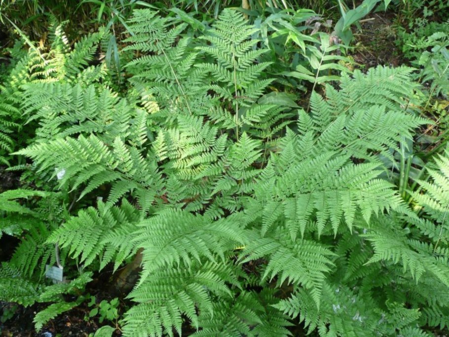Щитовник распростёртый – dryopteris expansa