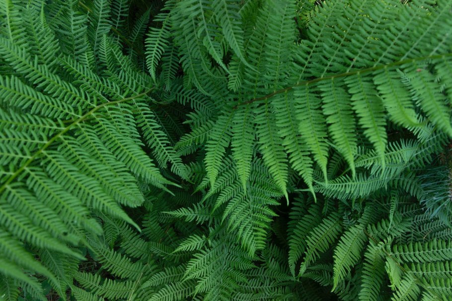 Папоротник thyrsopteris