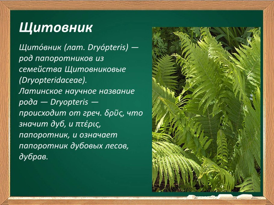 Папоротник орляк Дальневосточный