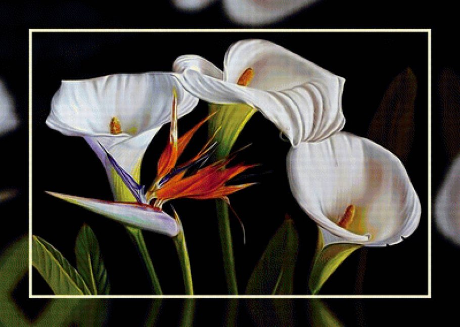 Каллы Лермонтов