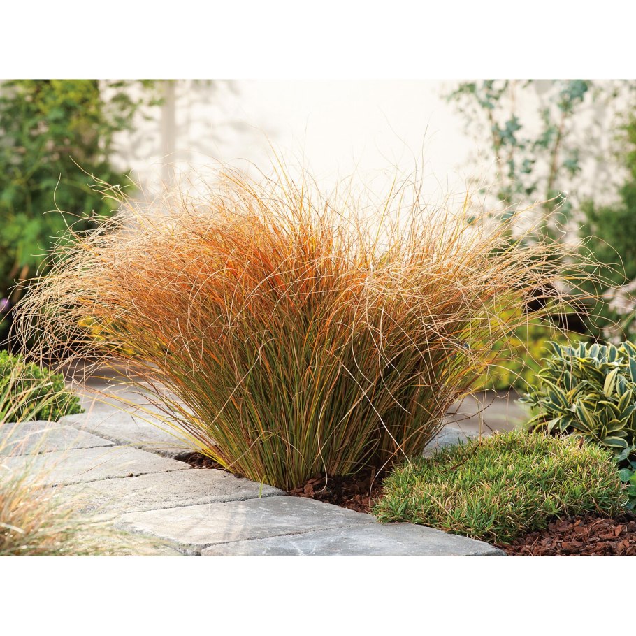 Carex testacea