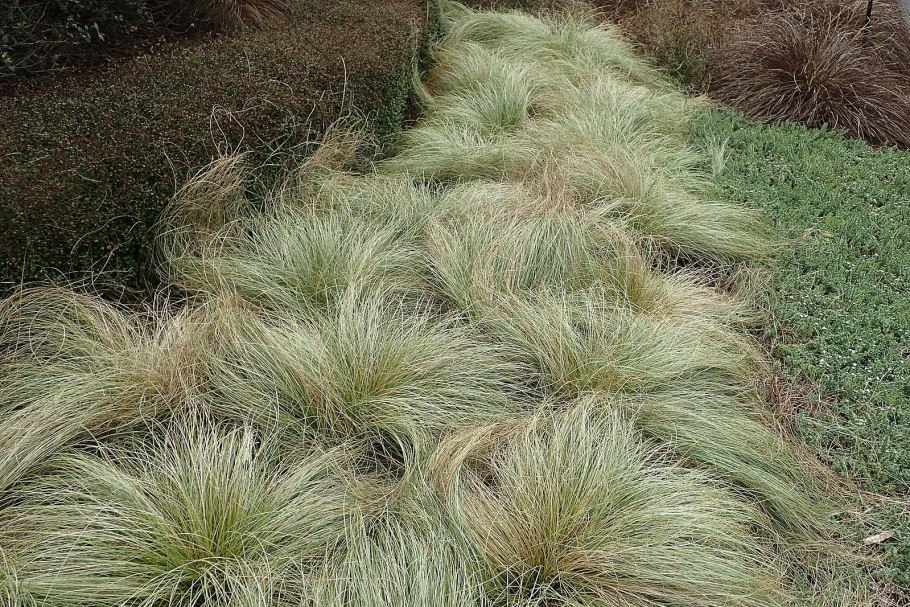 Осока власовидная (Carex Comans Amazon Mist