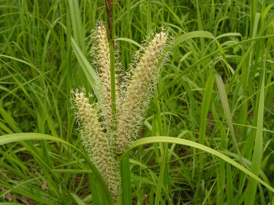 Carex leiorhyncha