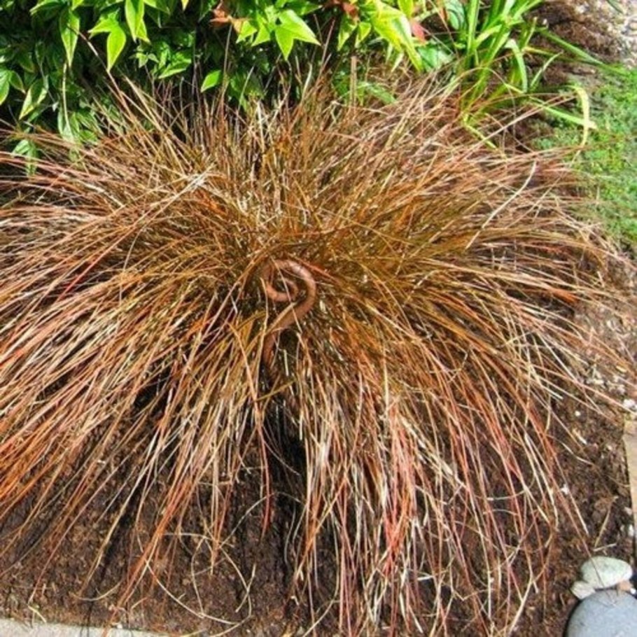 Carex testacea Prairie Fire