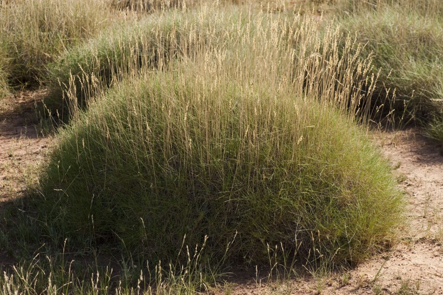 Carex Prairie Fire