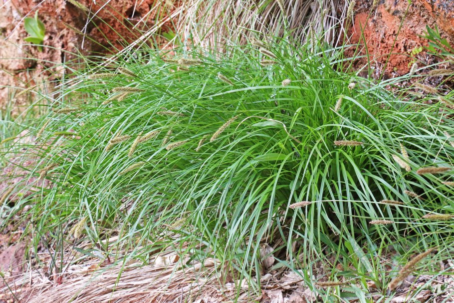 Осока elata Aurea