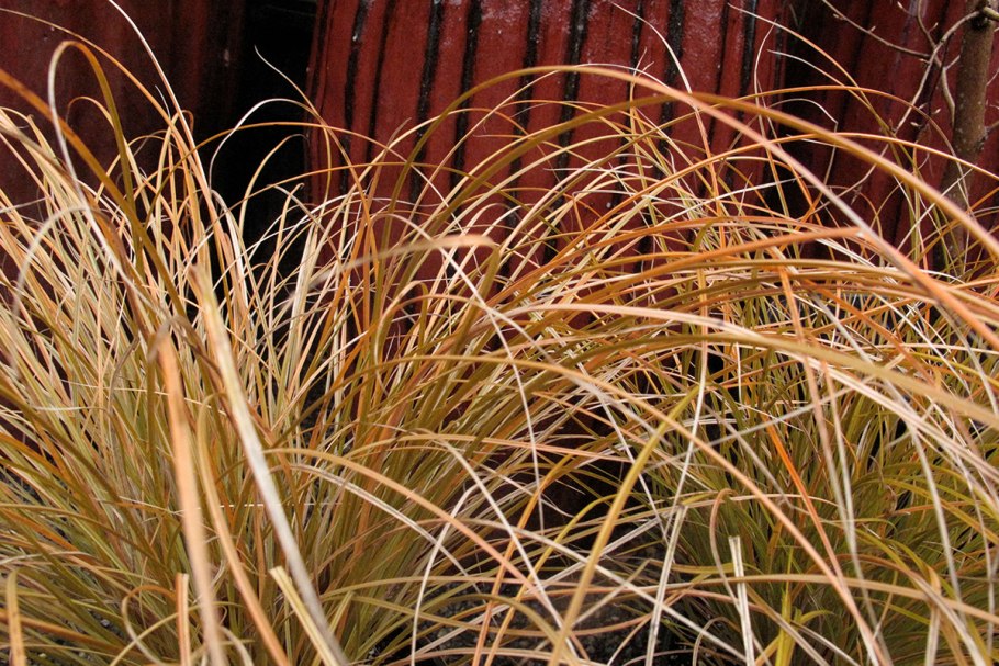 Мискантус китайский sinensis