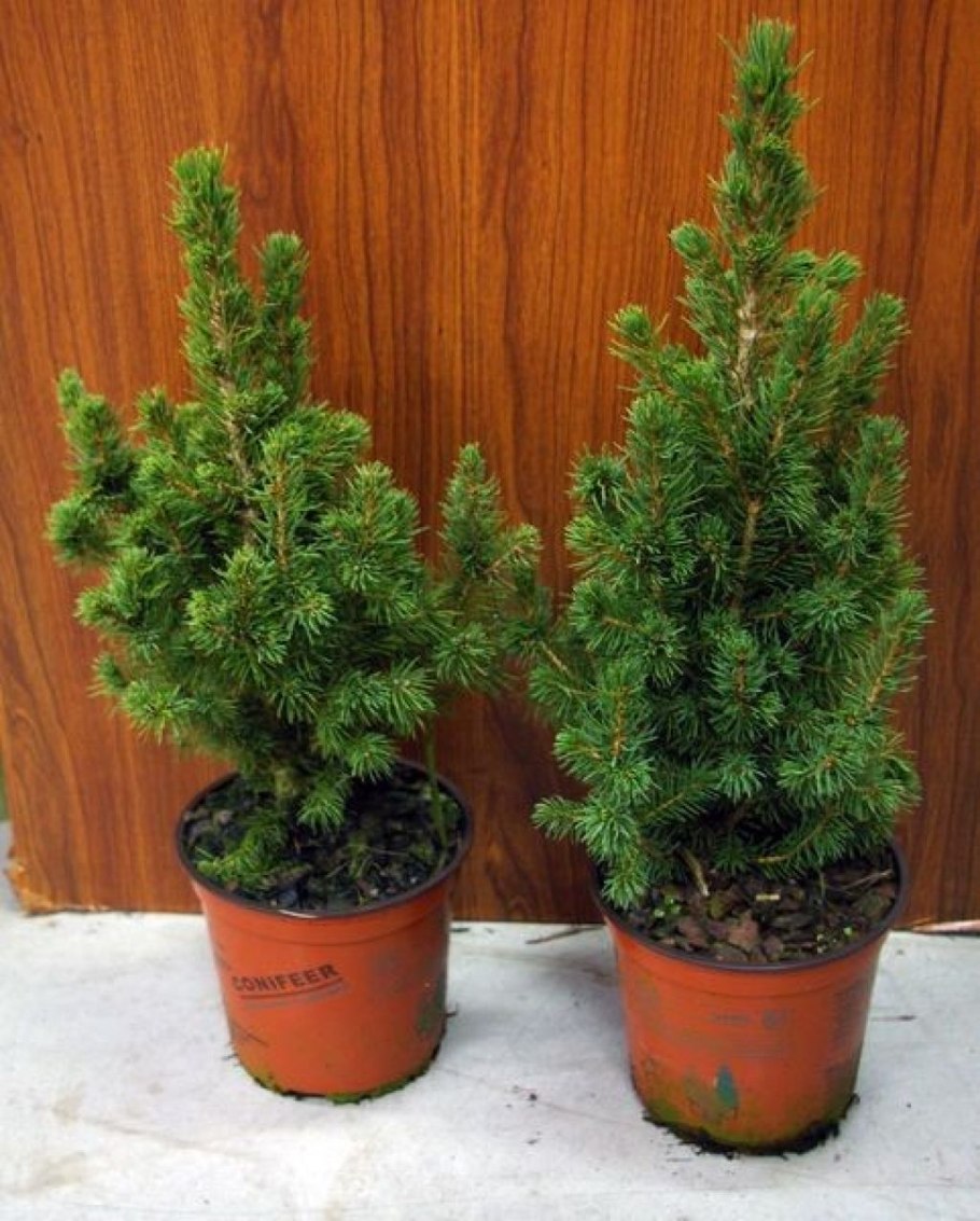 Ель Коника кипарисовик Элвуди