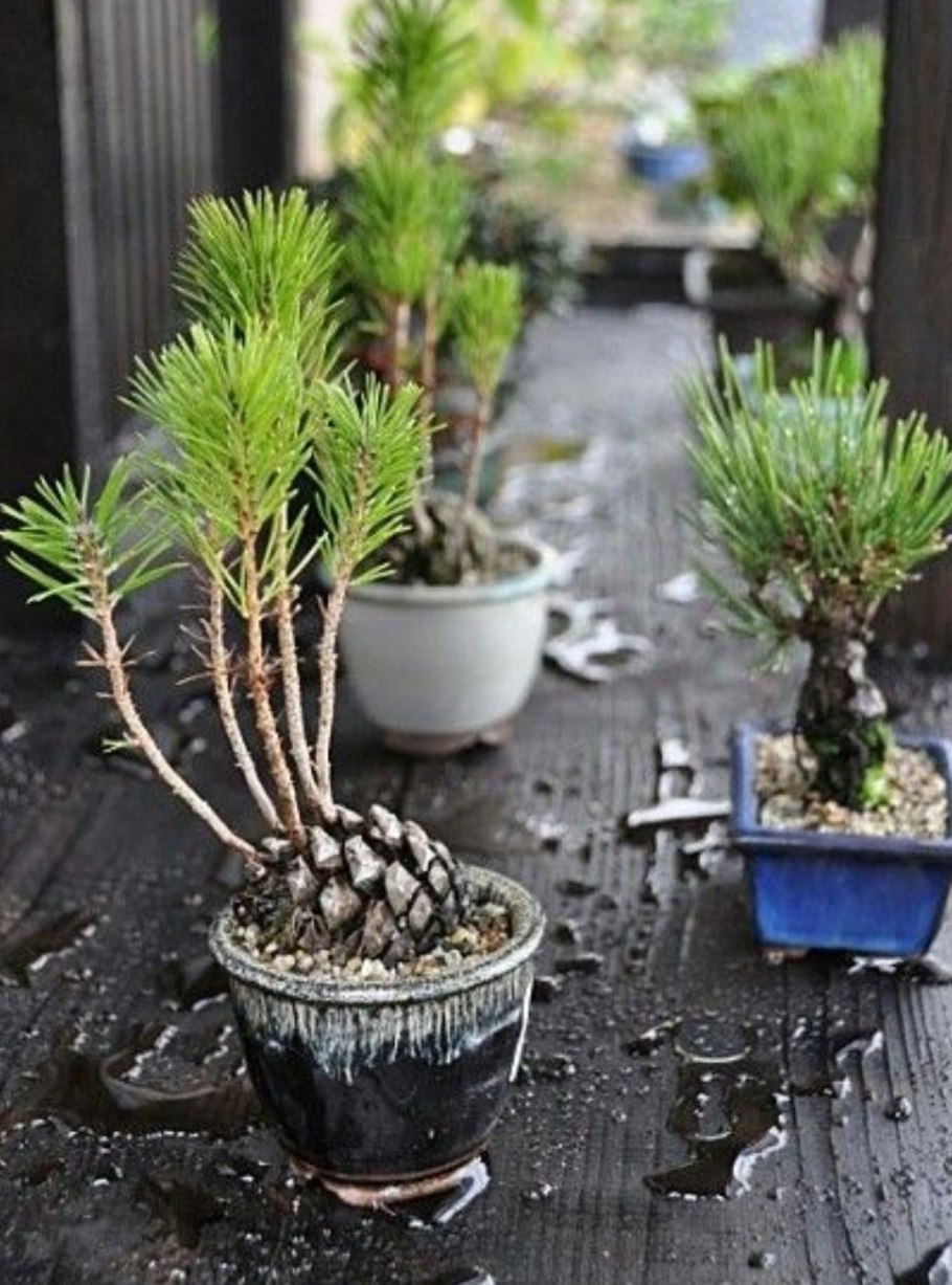 Ель канадская Дейзи Хайт