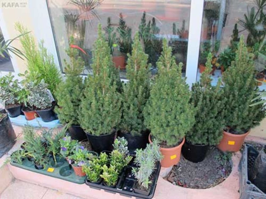 Ель канадская Пятерочка