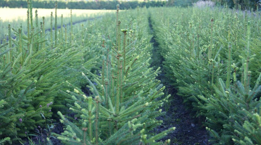 Пересадка ель на участке